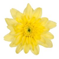 Хризантема кустовая БАЛТИКА желтая - вид 1 миниатюра