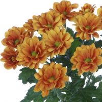 Хризантема кустовая ГРАНД ОРАНЖ Хризантема кустовая ГРАНД ОРАНЖ