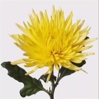 Хризантема стандартная АНАСТАСИЯ желтая - вид 1 миниатюра