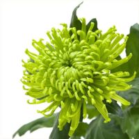 Хризантема стандартная АНАСТАСИЯ зеленая - вид 1 миниатюра