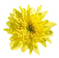 Хризантема стандартная ЗЕМБЛА желтая - вид 1 миниатюра