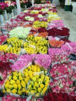 Роза Кения 40 см, в упаковке 20 шт - вид 1 миниатюра