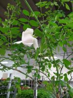 Роза штамбовая 2,5 метра - вид 1 миниатюра