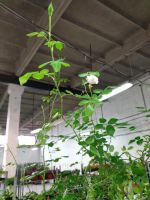 Роза штамбовая 2,5 метра - вид 1 миниатюра