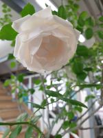 Роза штамбовая 2,5 метра - вид 2 миниатюра