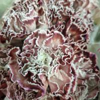 Гвоздика крашеная - вид 1 миниатюра