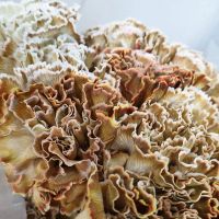 Гвоздика крашеная - вид 1 миниатюра