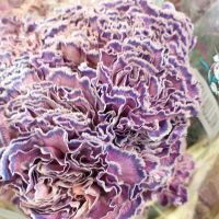 Гвоздика крашеная - вид 2 миниатюра