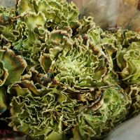 Гвоздика крашеная - вид 3 миниатюра