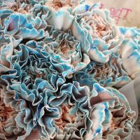 Гвоздика крашеная - вид 4 миниатюра