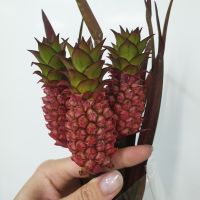 Ананас декоративный мини 5 шт - вид 1 миниатюра