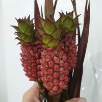 Ананас декоративный мини 5 шт - вид 1 миниатюра