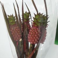 Ананас декоративный мини 5 шт - вид 2 миниатюра