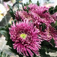 Хризантема одноголовая Тула, 10 шт сухая - вид 1 миниатюра