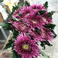 Хризантема одноголовая Тула, 10 шт сухая - вид 1 миниатюра