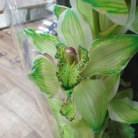 Орхидея крашеная 1 ветка - вид 1 миниатюра