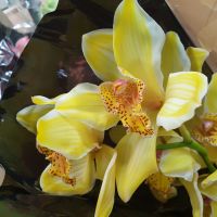 Орхидея крашеная 1 ветка - вид 2 миниатюра