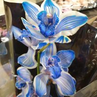 Орхидея крашеная 1 ветка - вид 3 миниатюра