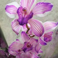 Орхидея крашеная 1 ветка - вид 4 миниатюра