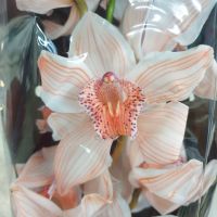 Орхидея крашеная 1 ветка - вид 5 миниатюра