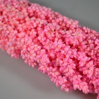 Сухоцвет Сорго 55-60 см, розовый, W67-4 - вид 1 миниатюра