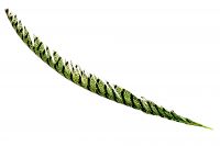 Перо фазана 80 см, зеленый, W113-22 - вид 1 миниатюра