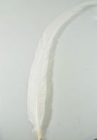 Перо фазана 68 см, белый, W113-12 - вид 1 миниатюра