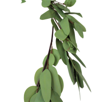 Эвкалипт Buplerum с ягодами искусственный 160 см, зеленый, W86-1 - вид 5 миниатюра