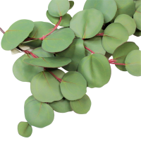 Эвкалипт Populus искусственный 160 см, зеленый, W86-1 - вид 5 миниатюра
