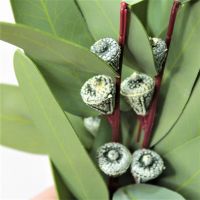 Эвкалипт Buplerum искусственный 34 см, 8 шт, зеленый, W86-8 - вид 6 миниатюра