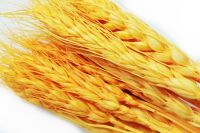 Сухоцвет Пшеница 50 гр, оранжевый, W67-3 - вид 1 миниатюра