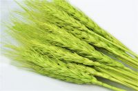 Сухоцвет Пшеница 50 гр, салатовый, W67-3 - вид 1 миниатюра