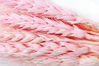 Сухоцвет Пшеница 50 гр, розовый, W67-3 - вид 1 миниатюра
