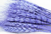 Сухоцвет Пшеница 50 гр, фиолетовый, W67-3 - вид 1 миниатюра