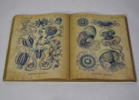 Картина Книга, кожзам, дизайн Медузы, W105-4 - вид 1 миниатюра