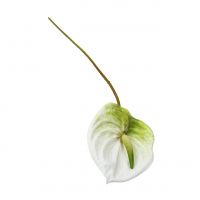 Антуриум искусственный h60 см, FA23-33 - вид 4 миниатюра