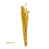 Стабилизированный Эвкалипт Цинерея h60 см, FA38-16/4 - вид 1 миниатюра