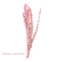 Стабилизированный Эвкалипт Цинерея h60 см, FA38-16/4 - вид 5 миниатюра