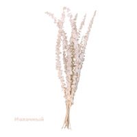 Стабилизированный Эвкалипт Цинерея h60 см, FA38-16/4 - вид 6 миниатюра