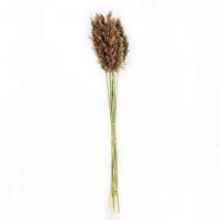 Сухоцвет Вейник 100-120 см, 50 гр - вид 1 миниатюра