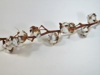 Сухоцвет Хлопок, 11-12 колокольчиков, белый - вид 1 миниатюра