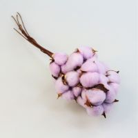 Сухоцвет Хлопок цветной, h29 см, 10 шт, Z14-6 - вид 14 миниатюра